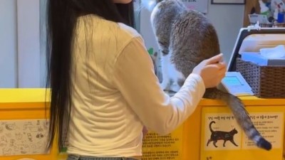 고양이카페에서 만난처자